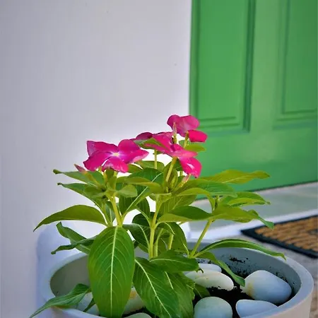 招待所 Dioni Lux Pachaina