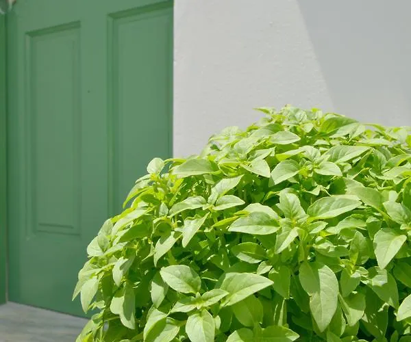 Dioni Lux Konukevi Pachaina