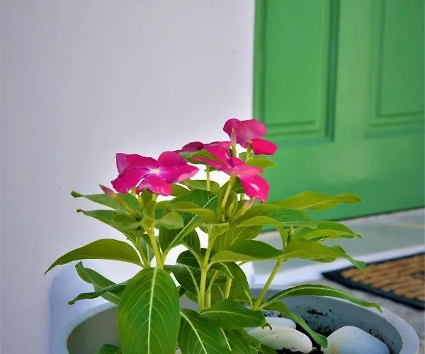 Pensionat Dioni Lux Pachaina